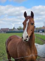 Paard, Dieren en Toebehoren, Paarden, Gechipt, Ruin, 160 tot 165 cm, 11 jaar of ouder
