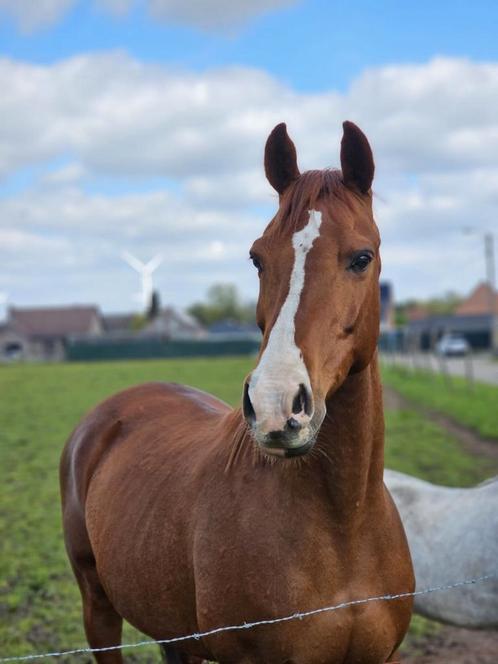 Paard, Dieren en Toebehoren, Paarden, Ruin, 160 tot 165 cm, 11 jaar of ouder, Recreatiepaard, Met stamboom, Gechipt, Ontwormd