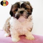 Lhasa Apso - Belgische pups te koop, Dieren en Toebehoren, België, CDV (hondenziekte), 8 tot 15 weken, Meerdere