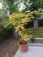 Japanse esdoorn acer palmatum, Tuin en Terras, Ophalen