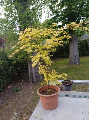 Japanse esdoorn acer palmatum beschikbaar voor biedingen
