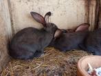 Rammelaars Vaal van Bourgondië te koop, Dieren en Toebehoren