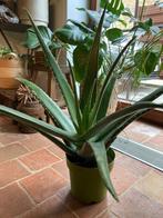 Aloe Vera plant, Tuin en Terras, Planten | Tuinplanten, Halfschaduw, Vaste plant, Overige soorten, Ophalen