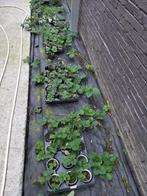 Plans de fraisiers, Ophalen, Volle zon, Vaste plant, Fruitplanten