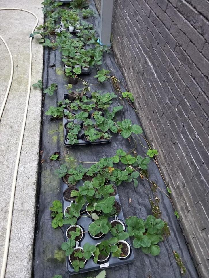 Plans de fraisiers, Tuin en Terras, Planten | Tuinplanten, Vaste plant, Fruitplanten, Volle zon, Lente, Ophalen