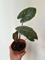 Alocasia, Huis en Inrichting, Kamerplanten, Ophalen