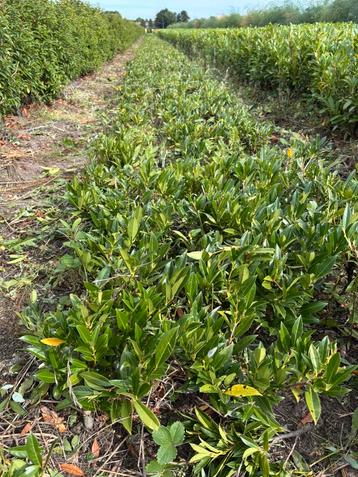 Laurier, Prunus laurocerasus ‘Herbergii’ beschikbaar voor biedingen