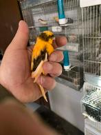 Arlequin  chardonneret mozambique sizerin, Enlèvement