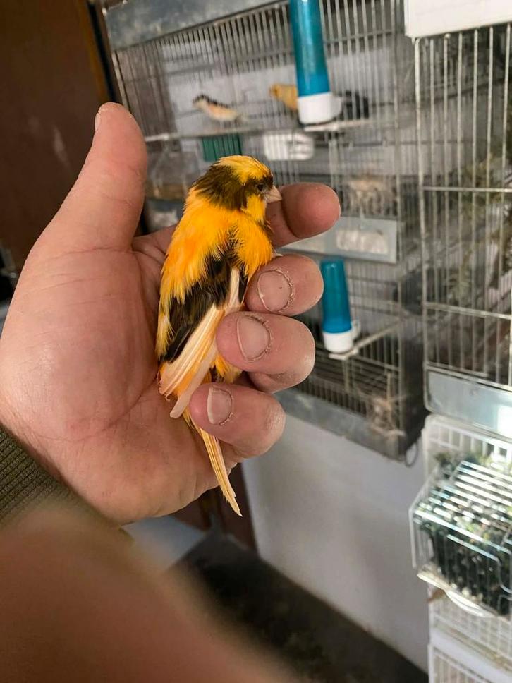 Arlequin  chardonneret mozambique sizerin, Diversen, Overige Diversen, Ophalen