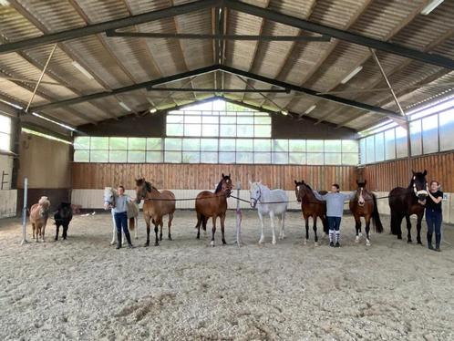 Paardrijlessen, Dieren en Toebehoren, Paarden