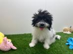 Malti-pom pups, België, 8 tot 15 weken, CDV (hondenziekte), Meerdere