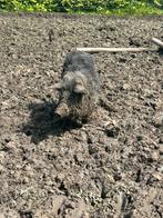 Mangalica zeug 1 jaar, Porcs, Femelle, 0 à 2 ans