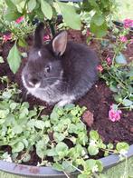 Mooi klein kleurdwerg konijntje supertam, Animaux & Accessoires, Lapins, Petit, Mâle
