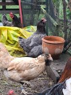7 kippen van 2 jaar oud, Animaux & Accessoires, Volatiles, Femelle, Poule ou poulet