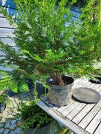 startplant bonsai taxus 3, Ophalen
