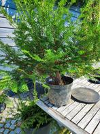 startplant bonsai taxus 3, Tuin en Terras, Planten | Tuinplanten, Ophalen