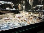 Ancistrus snow white, Dieren en Toebehoren, Vissen | Aquariumvissen