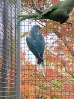 Halsbandparkiet blauw bleekstaart, Dieren en Toebehoren