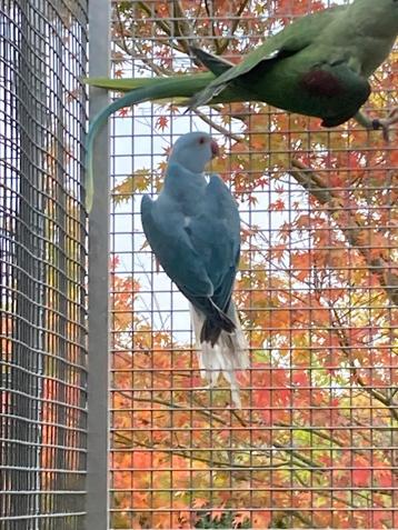 Halsbandparkiet blauw bleekstaart beschikbaar voor biedingen