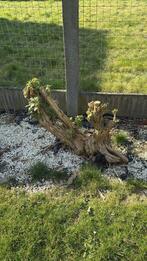 vlinderstruik Buddleia, Tuin en Terras, Planten | Tuinplanten, Ophalen