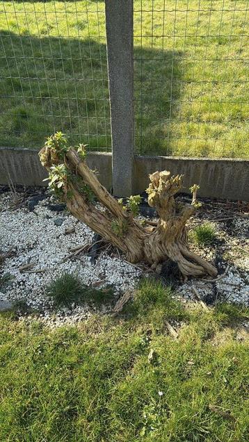 vlinderstruik Buddleia beschikbaar voor biedingen