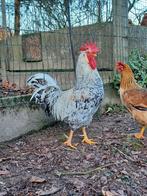 Cream legbar hanen, Dieren en Toebehoren, Pluimvee, Mannelijk, Kip