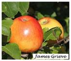 „JAMES GRIEVE” HOOGSTAM APPELBOMEN, UITZ.ACTIE !!! 25€/STUK, Ophalen, 250 tot 400 cm, Appelboom, Lente