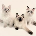 Ragdoll - kittens te koop, Gechipt, Meerdere dieren, 0 tot 2 jaar