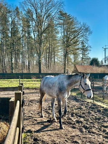 4 jarig paard, Hongre, 170 à 175 cm, Cheval de saut, 3 à 6 ans
