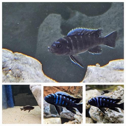 Cynothylapia Ndonga, cichlidés profonds, Malawi, élevage ama, Animaux & Accessoires, Poissons | Poissons d'aquarium, Poisson d'eau douce