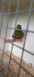 Balances Lori, Animaux & Accessoires, Oiseaux | Perruches & Perroquets