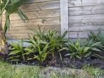 trachycarpus fortunei, Tuin en Terras, Planten | Tuinplanten, Ophalen, Winter