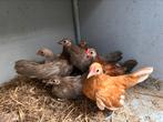 Java kriel, Dieren en Toebehoren, Meerdere dieren, Kip