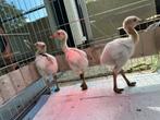Witte nandoe kuikens, Dieren en Toebehoren, Pluimvee, Geslacht onbekend, Overige soorten