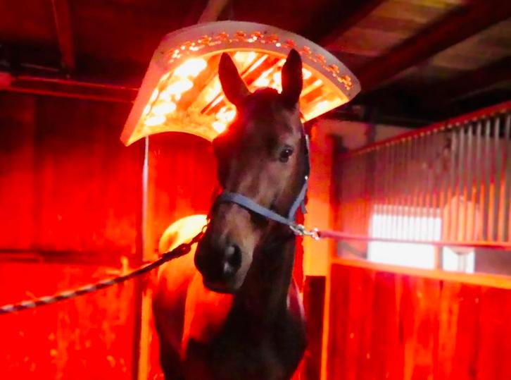 Solarium, Paardensolarium met ventilator en lift (8 lampen), Dieren en Toebehoren, Paarden en Pony's | Overige Paardenspullen