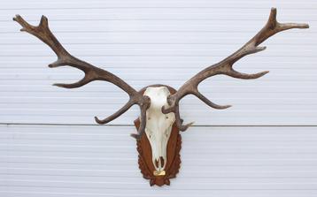 Groot Hongaars EDELHERT GEWEI - ongelijke 18-ender op schild beschikbaar voor biedingen