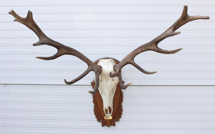 Groot Hongaars EDELHERT GEWEI - ongelijke 18-ender op schild, Verzamelen, Dierenverzamelingen, Gebruikt, Gewei of Kop, Hert, Ophalen