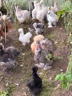 Zijdehoenders, Dieren en Toebehoren