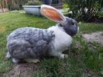 Duitse reus topram !, Dieren en Toebehoren, Konijnen