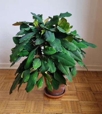 Euphorbia leuconeura of Madagascar Jewel in terracotta pot beschikbaar voor biedingen