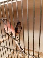 Bourks, Dieren en Toebehoren, Vogels | Parkieten en Papegaaien, Vrouwelijk, Parkiet, Geringd