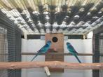Gezocht koppel blauw barnard 2-4 jaar, Dieren en Toebehoren, Vogels | Parkieten en Papegaaien, Parkiet, Geringd