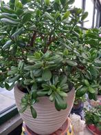 Kamer plant, Huis en Inrichting, Kamerplanten, Ophalen, Vetplant, Halfschaduw, In pot