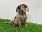 Doxipoo pups