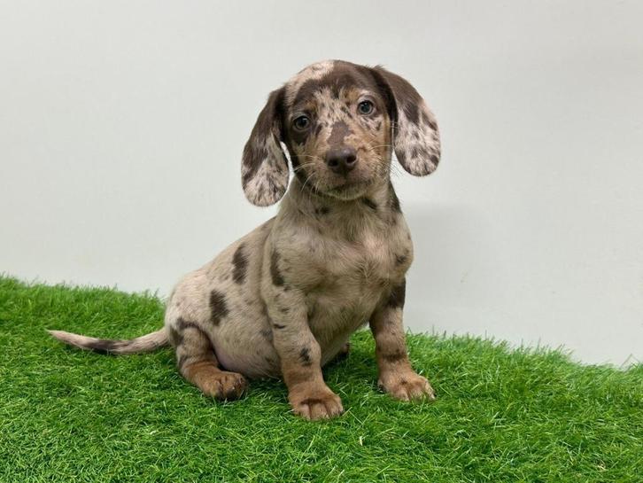 Doxipoo pups, Dieren en Toebehoren, Honden | Niet-rashonden, Klein, Meerdere dieren, Fokker | Professioneel, Meerdere, België