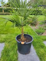 palmboom winterhard - trachycarpus fortunei - eigen kweek 3, Tuin en Terras, Planten | Bomen, In pot, Ophalen, Palmboom, 100 tot 250 cm