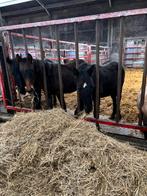 Merrie’s kwpn x fries, Cheval de dressage, 165 à 170 cm, Ne s'applique pas, 0 à 2 ans