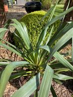 Yucca’s voor buiten en winterhard in pot, Jardin & Terrasse, Plantes | Jardin, Enlèvement