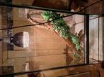 Vivarium, Dieren en Toebehoren, Ophalen of Verzenden