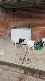 Geiten, Meerdere dieren, Geit, 0 tot 2 jaar